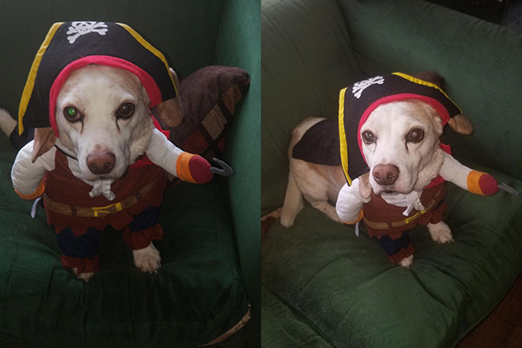 Jennifer Narang - pirate dog